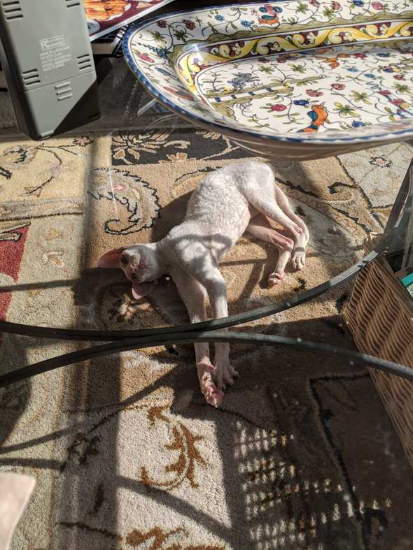 Joker stretches out in the sun on an ornate rug.