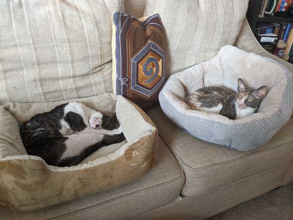 Angelica and Spots 2 nap in separate beds on a couch.