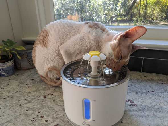 Spots drinking from the fountain.