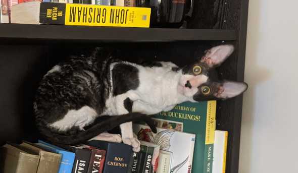 Spots sitting on books in a bookshelf.